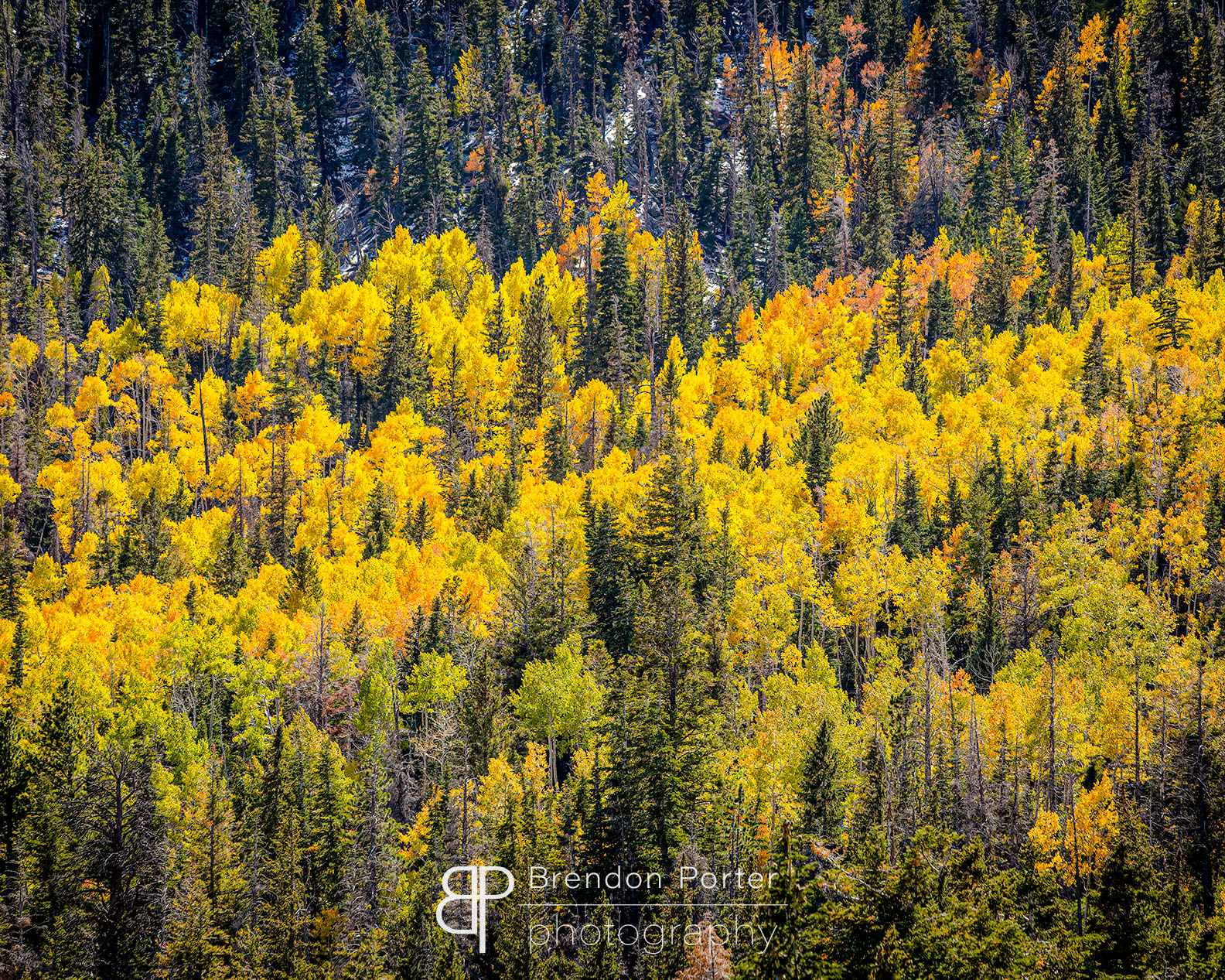 Autumnal Forest